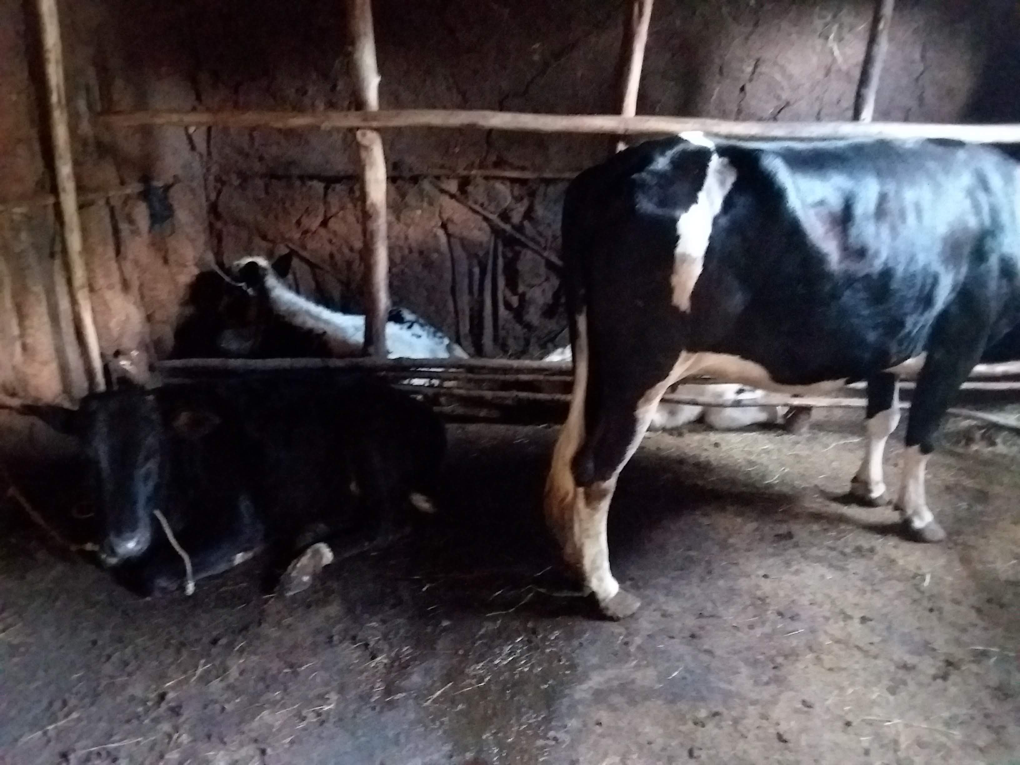 Allevamento: bovini nella stalla